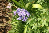 Perennial Mini Meadow RCP 3-2015 64 Hyacinthus orientalis.JPG